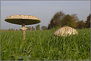 Parasole... Riesenschirmpilze *Macrolepiota procera*