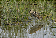 Langschnabel... Bekassine *Gallinago gallinago*