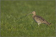 Vogel des Jahres 1982... Großer Brachvogel *Numenius arquata*