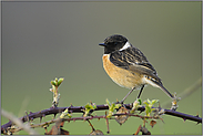 im Revier... Schwarzkehlchen *Saxicola torquata*