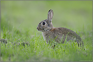 mit großen Augen... Wildkaninchen *Oryctolagus cuniculus*