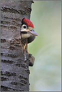 vor dem Ausflug... Buntspecht *Dendrocopos major*