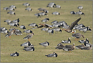 Überflieger... Blässgänse *Anser albifrons*