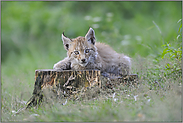 nur ein paar Wochen alt... Eurasischer Luchs *Lynx lynx *