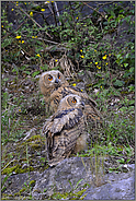 im Aestlingsstadium... Europäischer Uhu *Bubo bubo*