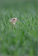 ein kurzer Blick... Fasan *Phasianus colchicus*