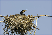 Brutzeit... Kormoran *Phalacrocorax carbo*