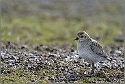 schwieriges Licht... Goldregenpfeifer *Pluvialis apricaria*