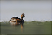 ruhiges Wetter... Schwarzhalstaucher *Podiceps nigricollis*