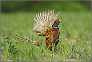 flügelschlagend... Jagdfasan *Phasianus colchicus*