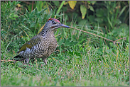 ein Jungvogel... Grünspecht *Picus viridis*