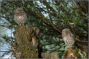 auf den Fotografen fixiert... Steinkäuze *Athene noctua*