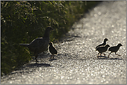 an der Strasse... Fasanenhenne *Phasianus colchicus*