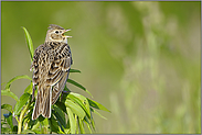 Bodengesang "Vogel des Jahres 1998"... Feldlerche *Alauda arvensis*