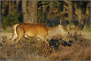 zum Sonnenuntergang... Rottier *Cervus elaphus*