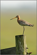 hoch oben auf dem Gatter... Uferschnepfe *Limosa limosa*