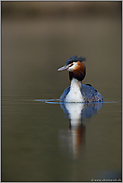 zur Brutsaison "Vogel des Jahres 2001"... Haubentaucher *Podiceps cristatus*