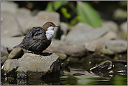 Pause... Wasseramsel *Cinclus cinclus*