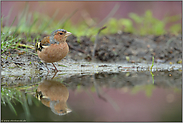 am Heidetümpel... Buchfink *Fringilla coelebs*