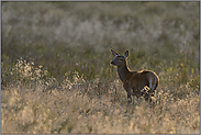 es wird Herbst... Rotwild *Cervus elaphus*