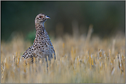 zwischen Stoppeln... Fasan *Phasianus colchicus*