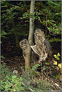 Walduhus... Europäischer Uhu *Bubo bubo*