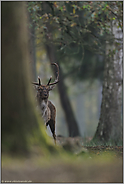 vorsichtige Blicke... Damhirsch *Dama dama*