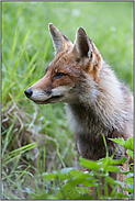 gespitze Lauscher... Rotfuchs *Vulpes vulpes*