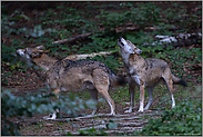 Wolfsgeheul... Grauer Wolf *Canis lupus*