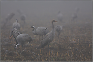 gesellig... Grauer Kranich *Grus grus*