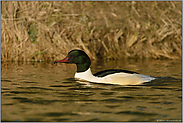 das Männchen... Gänsesäger *Mergus merganser*