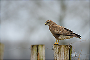 manchmal hat man Glück... Mäusebussard *Buteo buteo*