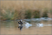 Wassertreter... Blässhuhn *Fulica atra*