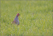 der Ruf... Rebhuhn *Perdix perdix*