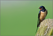 Blick in die Landschaft... Rauchschwalbe *Hirundo rustica*