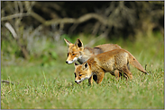 unter Aufsicht... Rotfuchs *Vulpes vulpes*