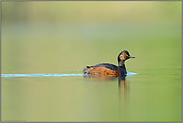 unbeirrt... Schwarzhalstaucher *Podiceps nigricollis*