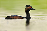 tiefe Wasserlage... Schwarzhalstaucher *Podiceps nigricollis*