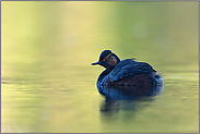 leuchtendes Wasser... Schwarzhalstaucher *Podiceps nigricollis*