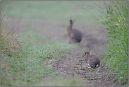 Zusammentreffen... Wildkaninchen *Oryctolagus cuniculus*