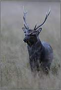 bei fortgeschrittener Dämmerung... Sikahirsch *Cervus nippon*