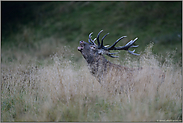 in der Dämmerung... Rothirsch *Cervus elaphus*