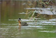 Jungvogel...  Rothalstaucher *Podiceps grisegena*