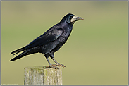 blau schillerndes Gefieder... Saatkraehe *Corvus frugilegus*