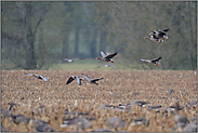 Landschaft am Niederrhein... Blässgänse *Anser albifrons*