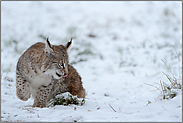 im Schnee... Eurasischer Luchs *Lynx lynx*