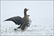 Schnee am Niederrhein... Blässgans *Anser albifrons*