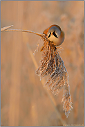 im Licht der tiefstehenden Sonne... Bartmeise *Panurus biarmicus *