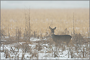 junger Bock... Reh *Capreolus capreolus*