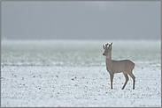 Bastbock... Reh *Capreolus capreolus*